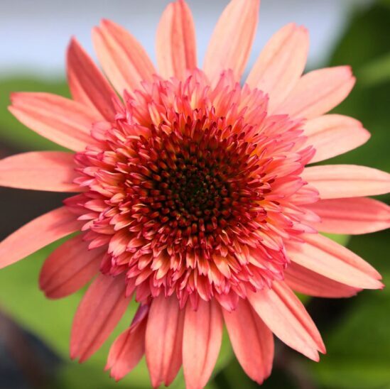 Ehinācija 'Raspberry Truffle'  (pieejams no jūnija)